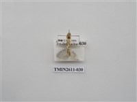 藏品(尺蛾128)的圖片